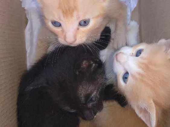 Gato ra a Srd idade Abaixo de 2 meses nome Filhotes abandonados