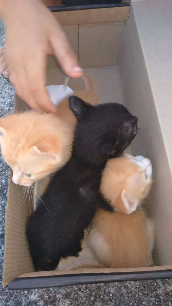 Gato ra a Srd idade Abaixo de 2 meses nome Filhotes abandonados