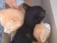 Filhotes abandonados