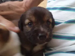 Cachorro raça Indefinida idade Abaixo de 2 meses nome Sem nome 