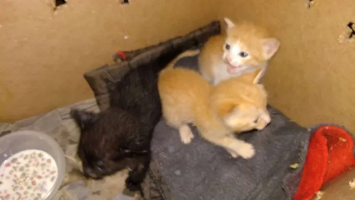 Gato ra a Srd idade Abaixo de 2 meses nome Filhotes abandonados