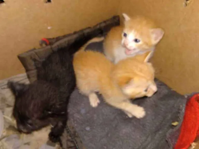 Gato ra a Srd idade Abaixo de 2 meses nome Filhotes abandonados