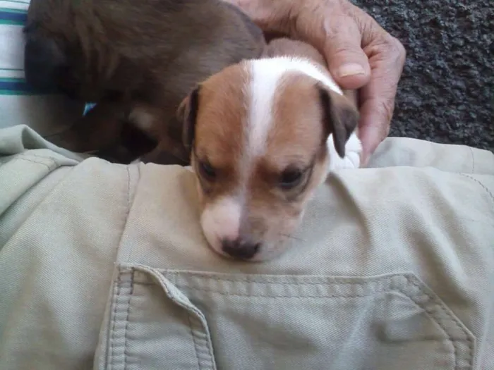 Cachorro ra a Indefinida idade Abaixo de 2 meses nome Sem nome