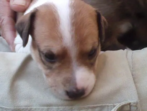 Cachorro ra a Indefinida idade Abaixo de 2 meses nome Sem nome