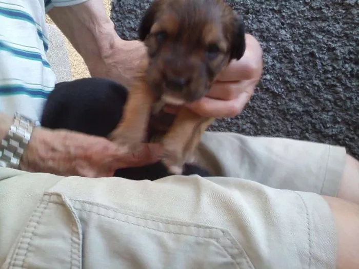 Cachorro ra a Indefinida idade Abaixo de 2 meses nome Sem nome 
