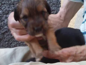 Cachorro raça Indefinida idade Abaixo de 2 meses nome Sem nome 