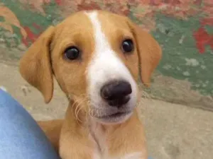 Cachorro raça Srd idade 2 a 6 meses nome Kiki