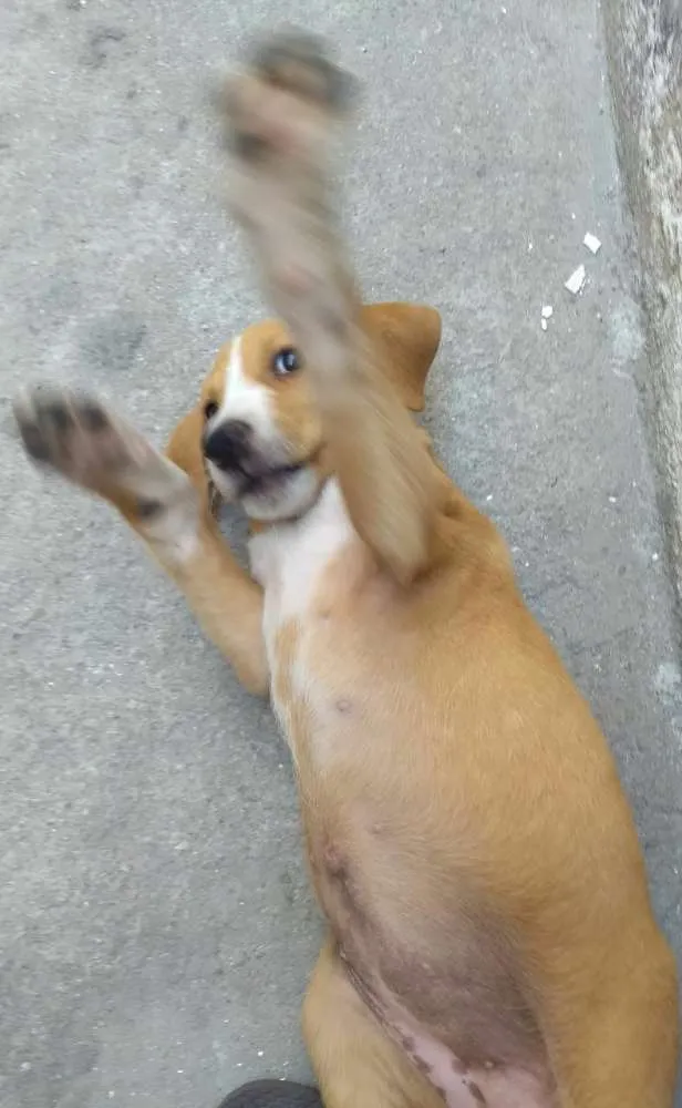 Cachorro ra a Srd idade 2 a 6 meses nome Kiki