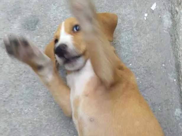 Cachorro ra a Srd idade 2 a 6 meses nome Kiki