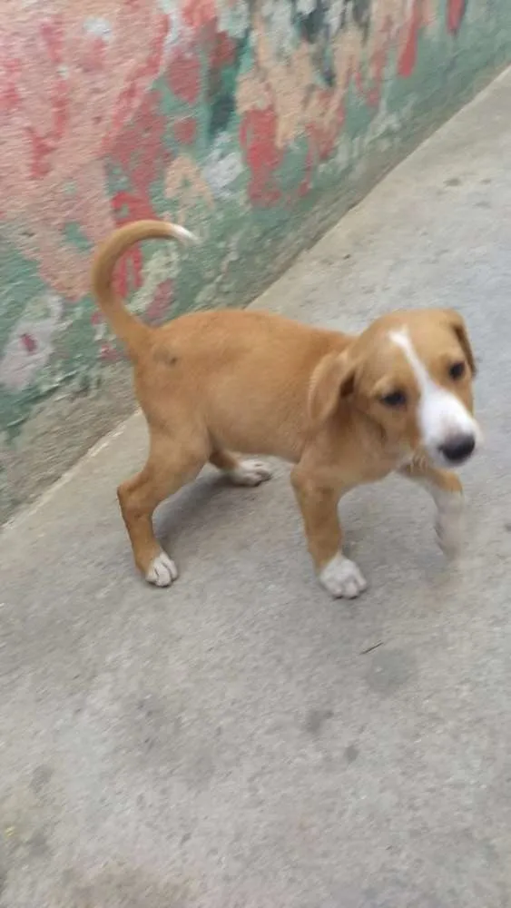 Cachorro ra a Srd idade 2 a 6 meses nome Kiki
