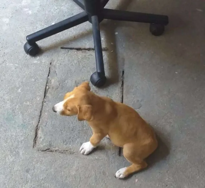 Cachorro ra a Srd idade 2 a 6 meses nome Kiki