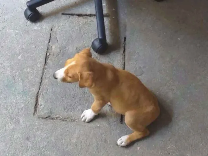 Cachorro ra a Srd idade 2 a 6 meses nome Kiki