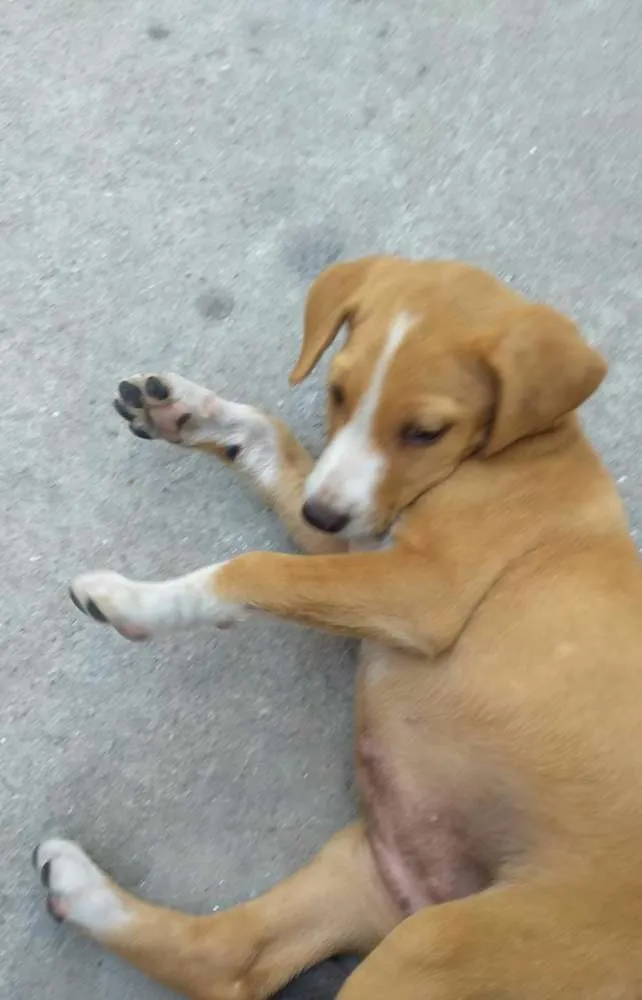 Cachorro ra a Srd idade 2 a 6 meses nome Kiki