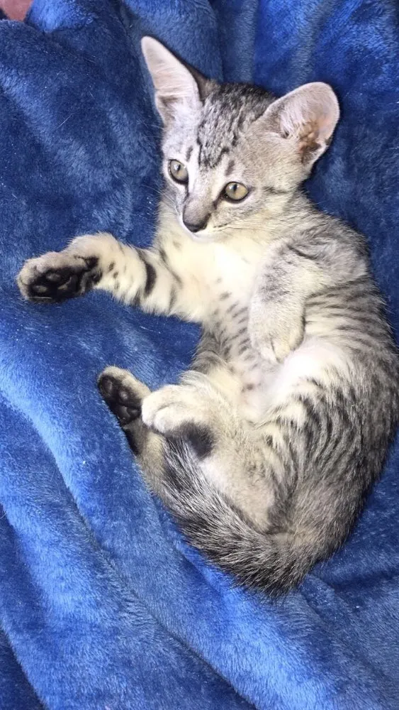 Gato ra a SRD idade Abaixo de 2 meses nome FLOFI