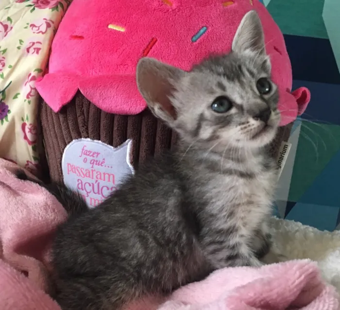 Gato ra a SRD idade Abaixo de 2 meses nome FLOFI