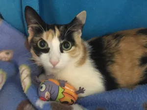 Gato raça SRD idade 2 a 6 meses nome Mitka