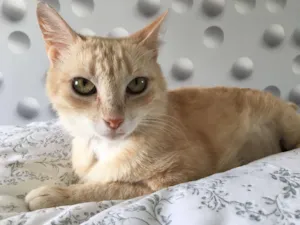 Gato raça SRD idade 7 a 11 meses nome Açúcar