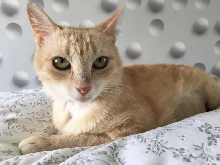 Gato ra a SRD idade 7 a 11 meses nome Açúcar