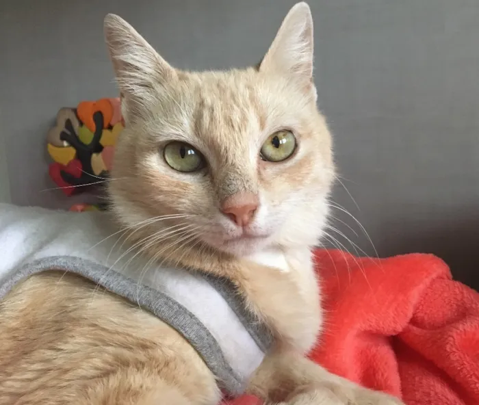 Gato ra a SRD idade 7 a 11 meses nome Açúcar
