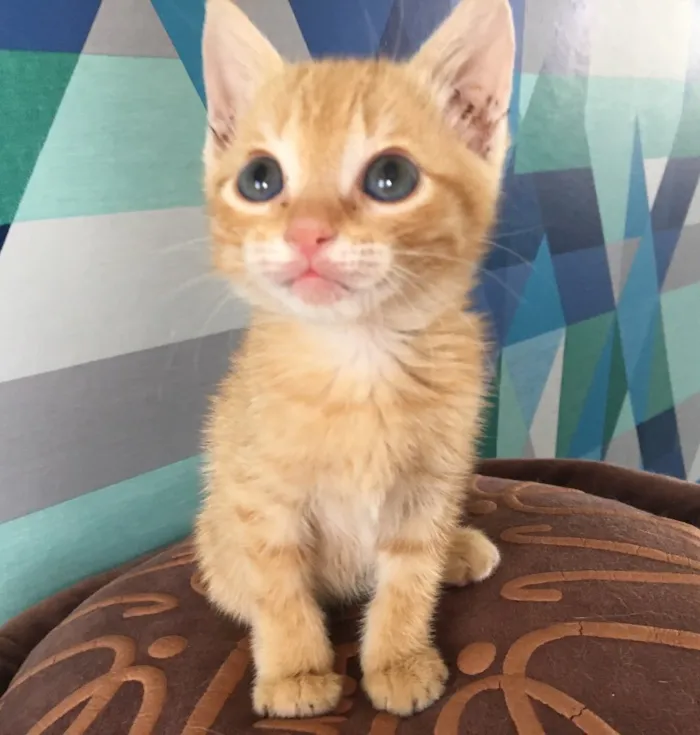 Gato ra a SRD idade 2 a 6 meses nome Pumpkin