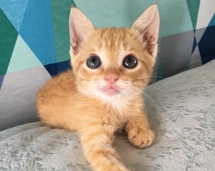 Gato ra a SRD idade 2 a 6 meses nome Pumpkin