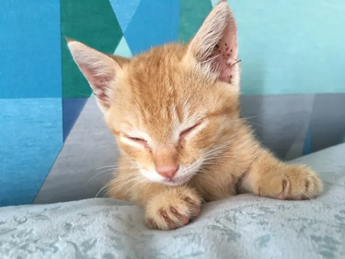 Gato ra a SRD idade 2 a 6 meses nome Pumpkin