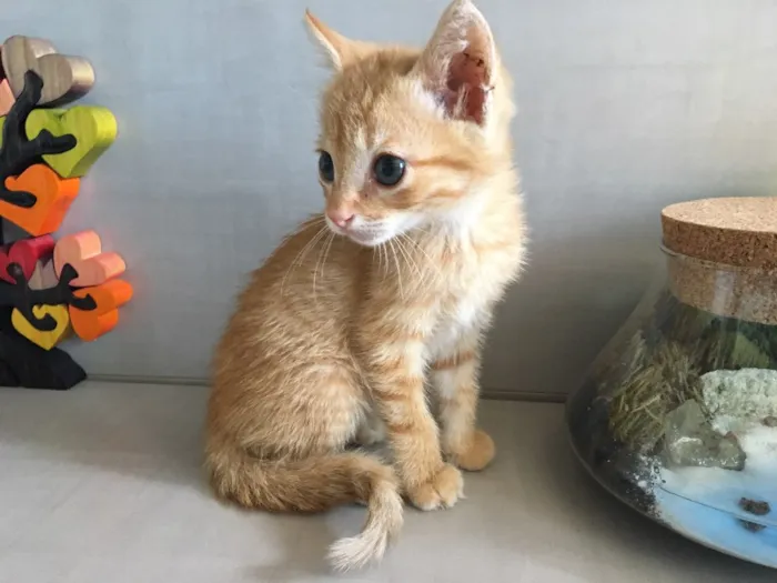 Gato ra a SRD idade 2 a 6 meses nome Pumpkin
