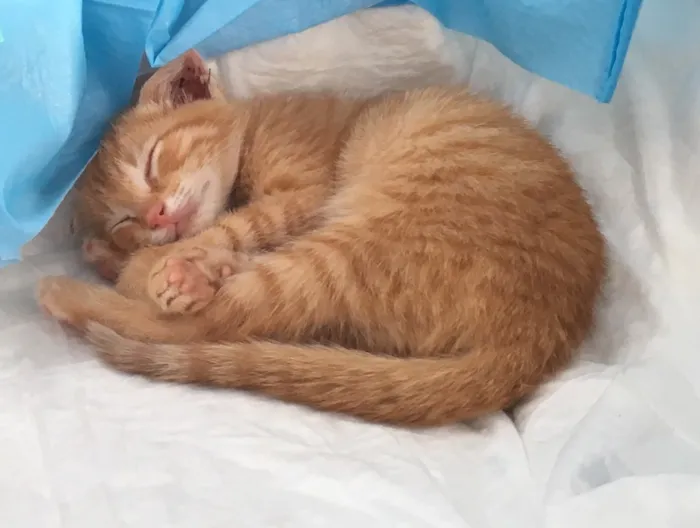 Gato ra a SRD idade 2 a 6 meses nome Pumpkin