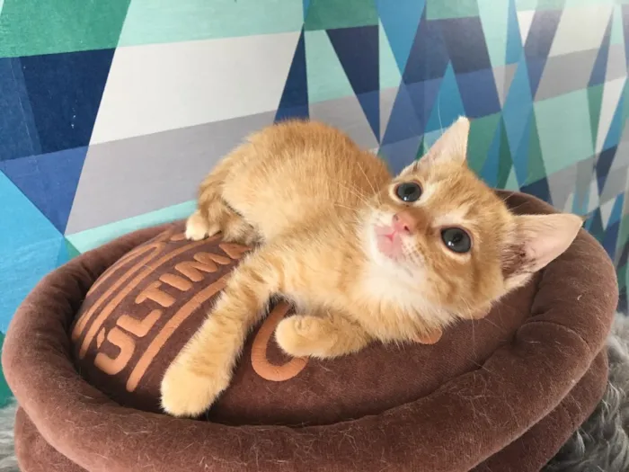 Gato ra a SRD idade 2 a 6 meses nome Pumpkin