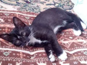 Gato raça Indeterminada ( vira lata) idade 2 a 6 meses nome Hime