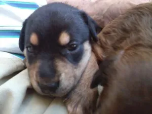 Cachorro raça Indefinida idade Abaixo de 2 meses nome Sem nome