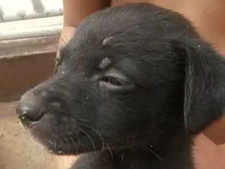 Cachorro ra a Vira- Lata idade Abaixo de 2 meses nome Black
