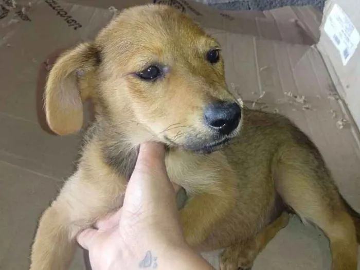 Cachorro ra a SRD idade 2 a 6 meses nome Juju
