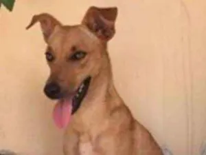 Cachorro raça Viralata idade 3 anos nome JADE