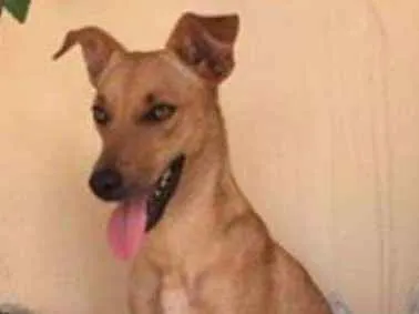 Cachorro ra a Viralata idade 3 anos nome JADE