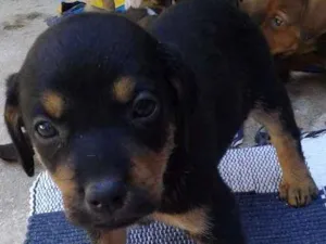 Cachorro raça Vira latas idade 2 a 6 meses nome Filhotes