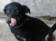 Pretinho