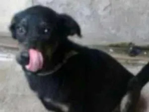 Cachorro raça Viralata idade 2 a 6 meses nome Pretinho