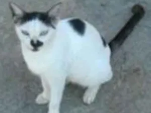 Gato raça Sem raça idade Abaixo de 2 meses nome Narizinho 