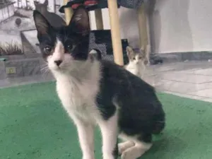 Gato raça SRD idade 2 a 6 meses nome Paul 