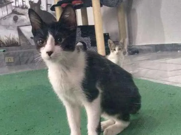 Gato ra a SRD idade 2 a 6 meses nome Paul 