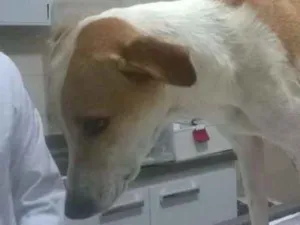 Gato raça Sem raça idade Abaixo de 2 meses nome Narizinho 