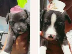 Cachorro raça Sem raça idade Abaixo de 2 meses nome Sem nomes