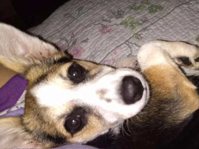 Cachorro ra a Vira Lata idade 2 a 6 meses nome Elsa