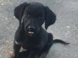 Fofinho