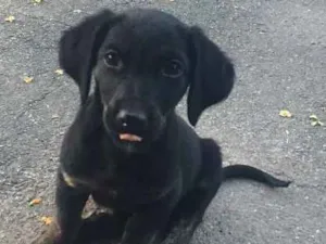 Cachorro raça Vira lata, mestiço salchicha  idade 2 a 6 meses nome Fofinho