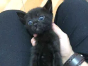 Gato raça não sei idade 2 a 6 meses nome não tem