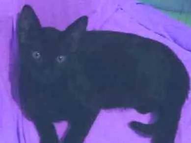 Gato ra a Srd idade 2 a 6 meses nome Amora