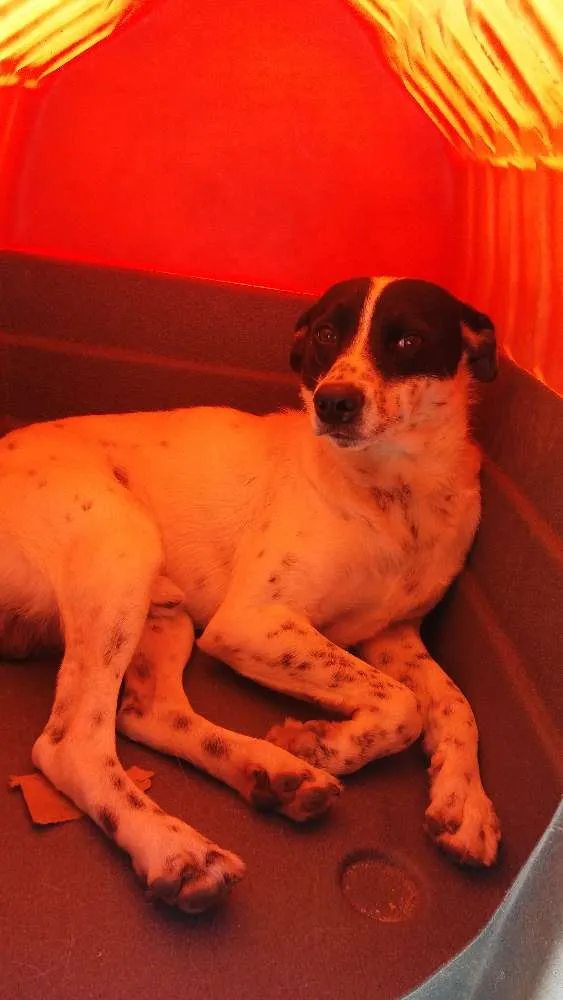 Cachorro raça R.I idade 2 a 6 meses nome Sem nomes