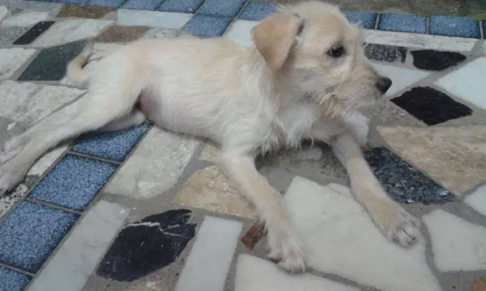 Cachorro raça SRD idade 1 ano nome Sem nome